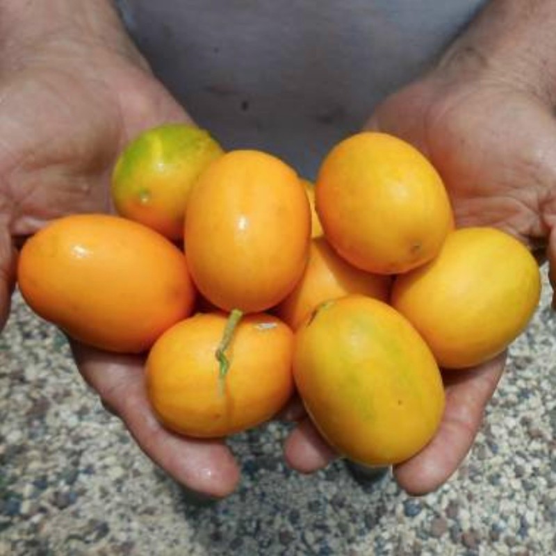 Semi di melone selvatico Cucumis melo Agrestis