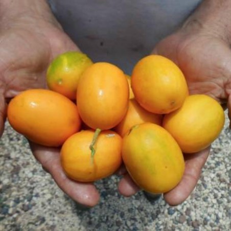 Price: €1.75 - Graines de melon sauvage Cucumis melo Agrestis - 