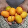 Price: €1.75 - Graines de melon sauvage Cucumis melo Agrestis - 