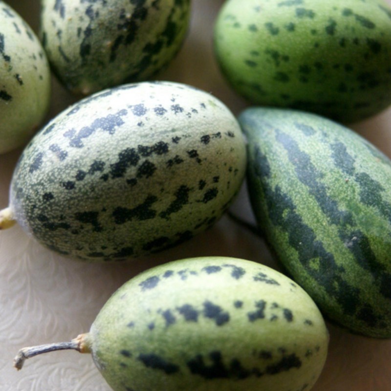 Semi di melone selvatico Cucumis melo Agrestis