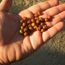 Price: €1.75 - Sametové rozinky, divoký rybíz, semena (Grewia flava) - 