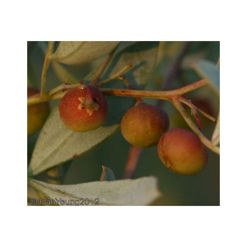 Samen Samt Rosine, wilde Johannisbeere (Grewia flava)