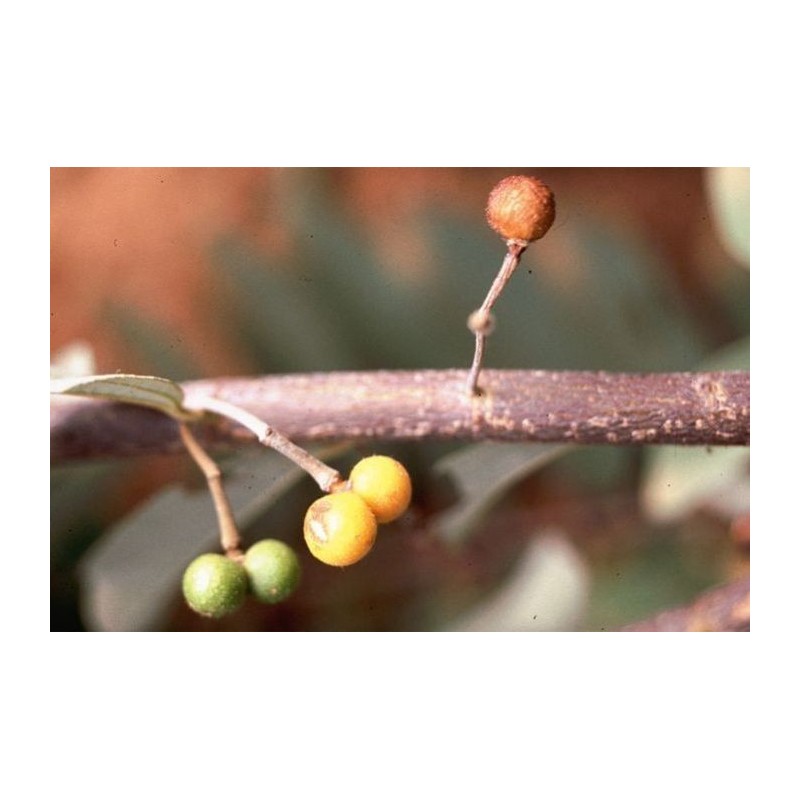 Samen Samt Rosine, wilde Johannisbeere (Grewia flava)