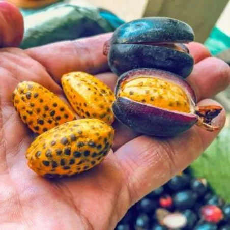 Large-fruited ginger seeds Renealmia alpinia Oaxacan Purple