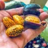 Large-fruited ginger seeds Renealmia alpinia Oaxacan Purple