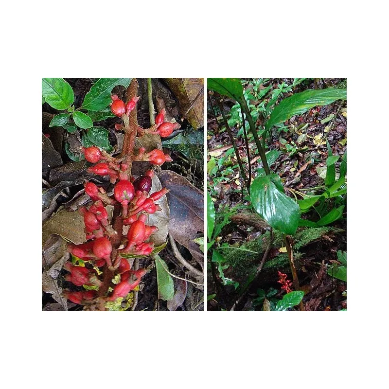 Large-fruited ginger seeds Renealmia alpinia Oaxacan Purple
