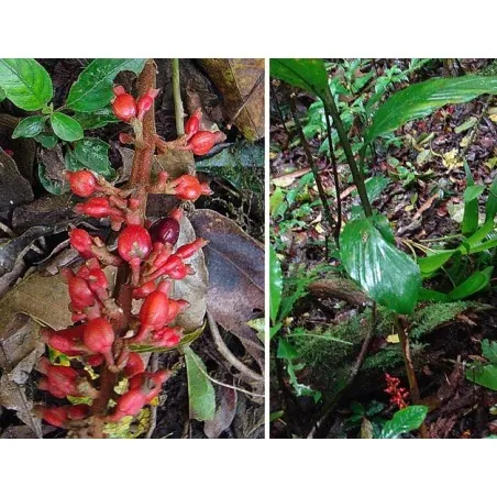 Large-fruited ginger seeds Renealmia alpinia Oaxacan Purple