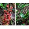 Semillas de jenjibre-de-jardin Renealmia alpinia Oaxacan Purple