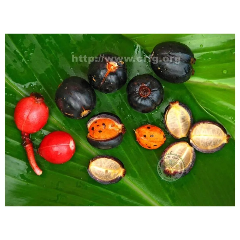 Large-fruited ginger seeds Renealmia alpinia Oaxacan Purple