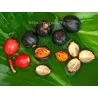 Large-fruited ginger seeds Renealmia alpinia Oaxacan Purple