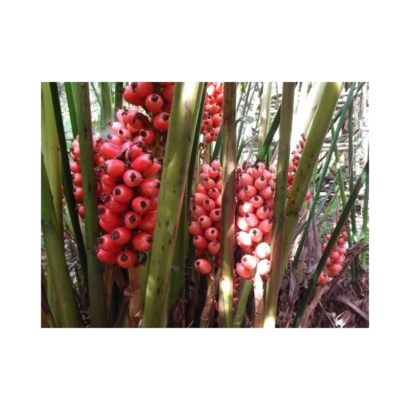 Semillas de jenjibre-de-jardin Renealmia alpinia Oaxacan Purple