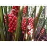Price: €1.95 - Graines de gingembre à gros fruits Renealmia alpinia Oaxacan Purple - Seeds Gallery