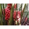 Large-fruited ginger seeds Renealmia alpinia Oaxacan Purple