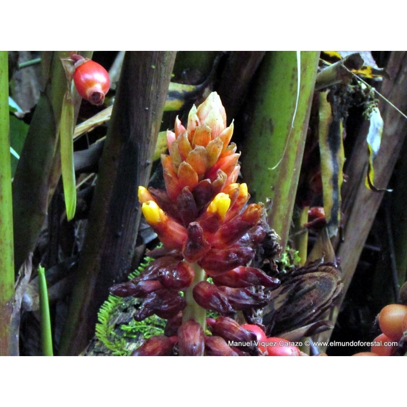 Price: €1.95 - Graines de gingembre à gros fruits Renealmia alpinia Oaxacan Purple - Seeds Gallery