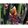 Price: €1.95 - Graines de gingembre à gros fruits Renealmia alpinia Oaxacan Purple - Seeds Gallery