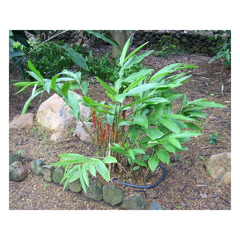 Price: €1.95 - Graines de gingembre à gros fruits Renealmia alpinia Oaxacan Purple - Seeds Gallery