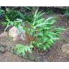 Price: €1.95 - Graines de gingembre à gros fruits Renealmia alpinia Oaxacan Purple - Seeds Gallery