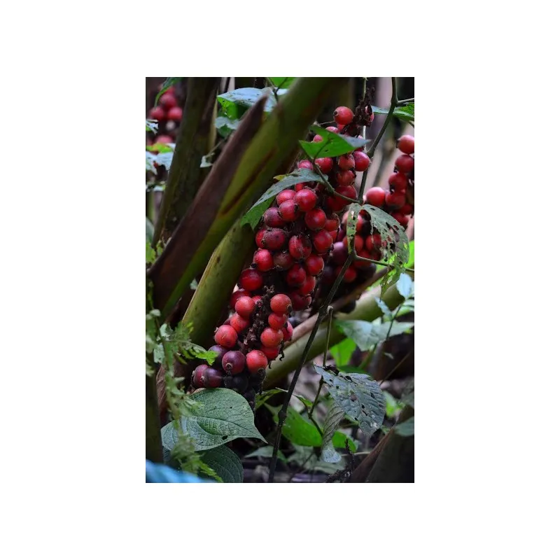 Large-fruited ginger seeds Renealmia alpinia Oaxacan Purple