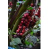 Price: €1.95 - Graines de gingembre à gros fruits Renealmia alpinia Oaxacan Purple - Seeds Gallery