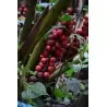Large-fruited ginger seeds Renealmia alpinia Oaxacan Purple