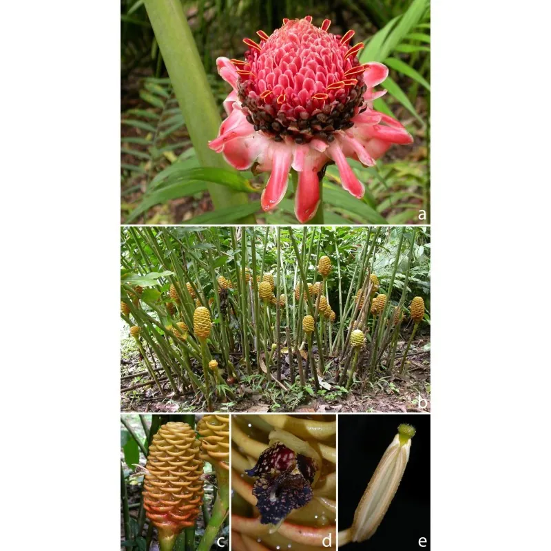Large-fruited ginger seeds Renealmia alpinia Oaxacan Purple