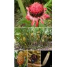 Price: €1.95 - Graines de gingembre à gros fruits Renealmia alpinia Oaxacan Purple - Seeds Gallery
