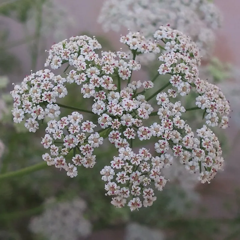 Ajwain, ajowan Seeds (Trachyspermum ammi)