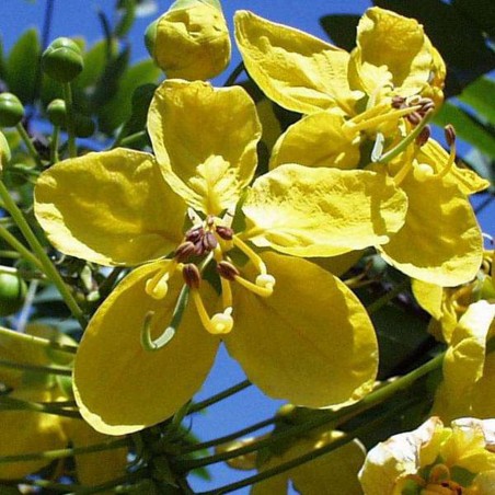 Price: €1.95 - Graines Chaksu, Jasmejaaz (Cassia absus) - 
