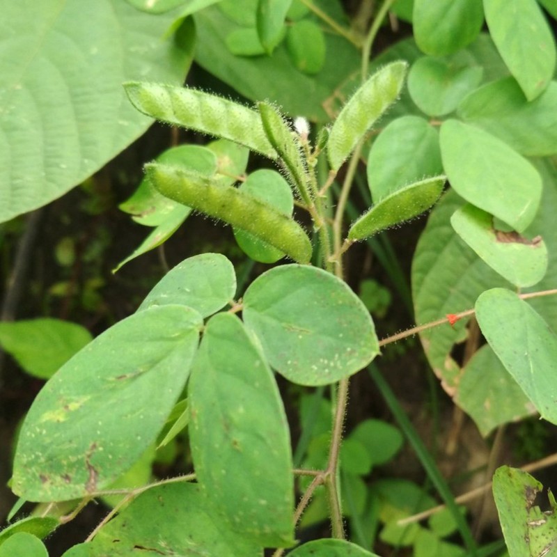 Price: €1.95 - Graines Chaksu, Jasmejaaz (Cassia absus) - 