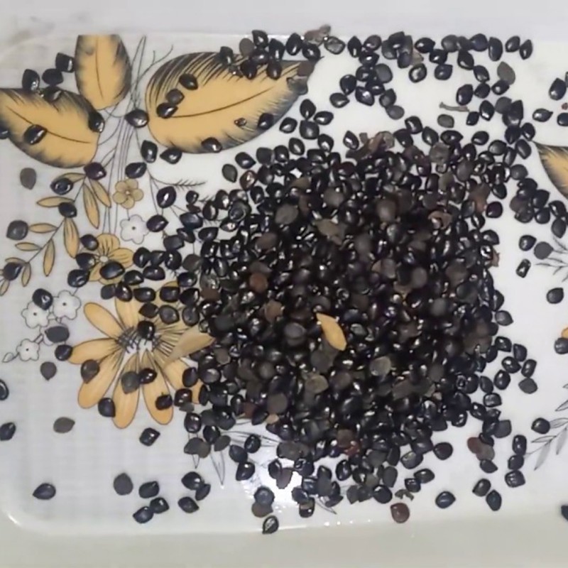 Price: €1.95 - Graines Chaksu, Jasmejaaz (Cassia absus) - 