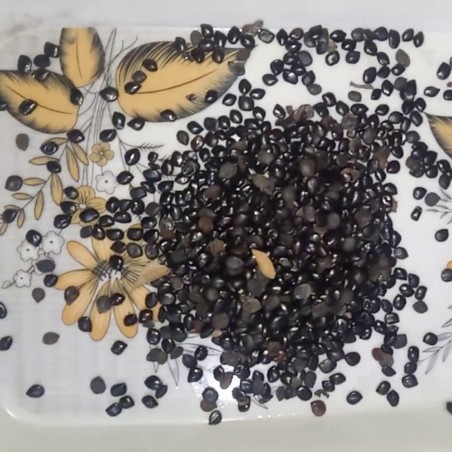 Price: €1.95 - Graines Chaksu, Jasmejaaz (Cassia absus) - 