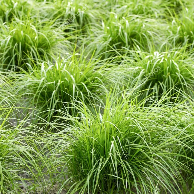 Graines de Souchet comestible (Cyperus esculentus)