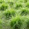 Price: €2.5 - Earth Almond Seeds (Cyperus esculentus) - 