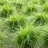 Graines de Souchet comestible (Cyperus esculentus)