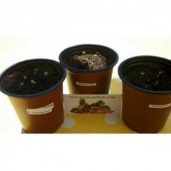 Black Mustard Seeds (Brassica Nigra)