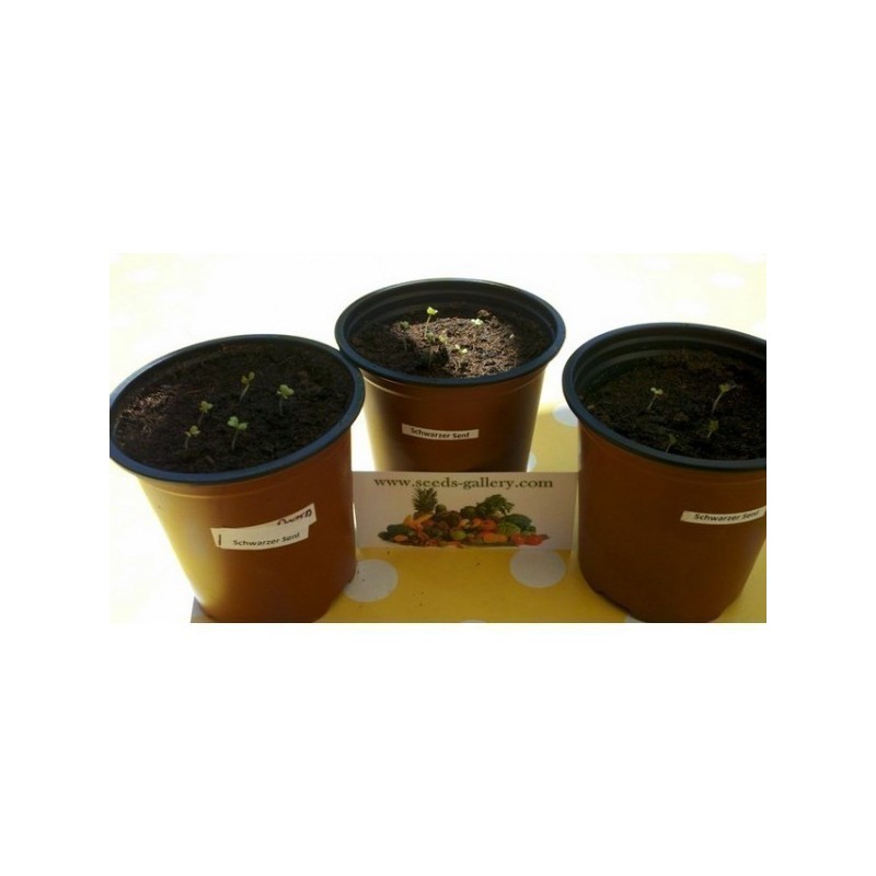 Price: €1.45 - Graines de Moutarde noire (Brassica nigra) - Seeds Gallery