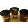 Price: €1.45 - Σπόροι Μαύρη μουστάρδα (Brassica nigra) - Seeds Gallery