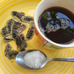 Sickle senna seeds (Cassia tora) - 2.295