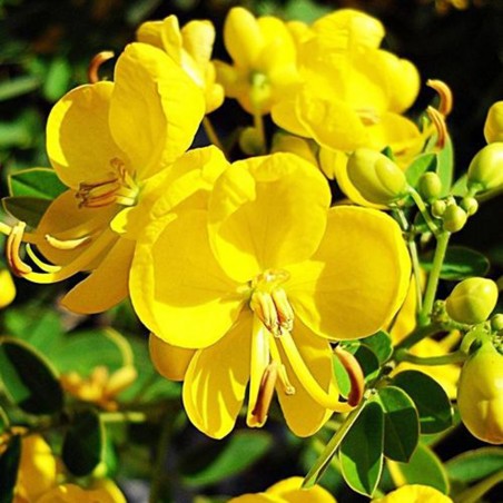 Price: €2.55 - Semillas guanima de Cuba (Cassia tora) -