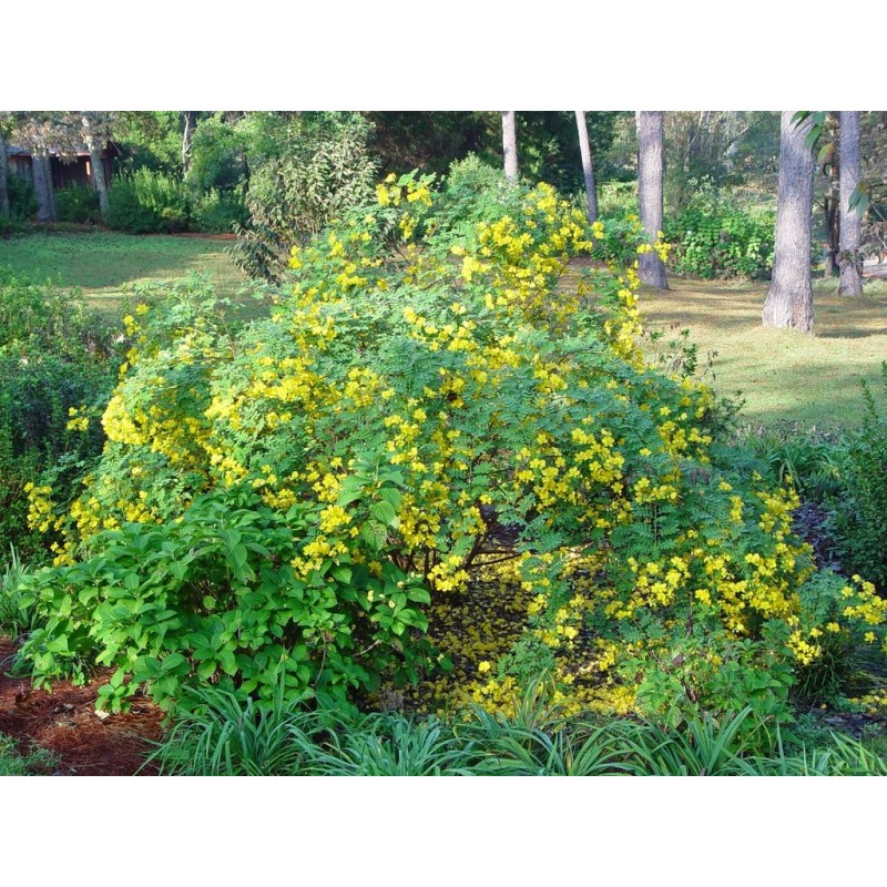 Price: €2.55 - Semillas guanima de Cuba (Cassia tora) - 