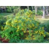 Price: €2.55 - Semillas guanima de Cuba (Cassia tora) - 
