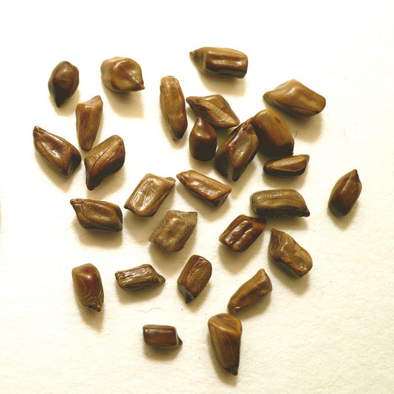 Price: €2.55 - Semillas guanima de Cuba (Cassia tora) - 