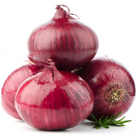 Price: €2.049999 - Graines d'oignon rouge Ptujski Luk - 