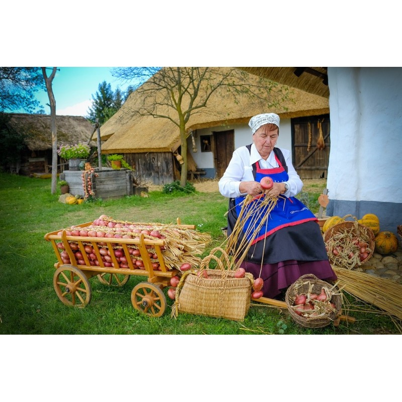 Price: €2.049999 - Graines d'oignon rouge Ptujski Luk - 