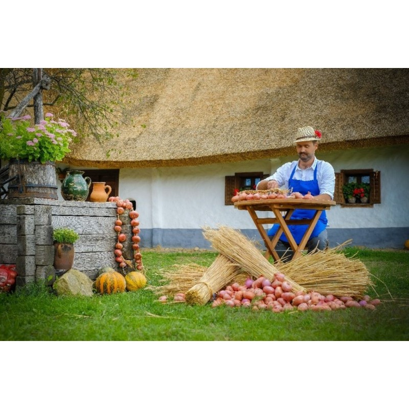 Price: €2.049999 - Graines d'oignon rouge Ptujski Luk - 