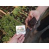 Sementes de tomate Mar Azul | 2,45 €