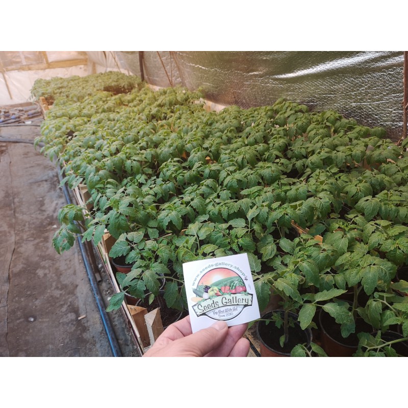 Sementes de tomate Mar Azul | 2,45 €