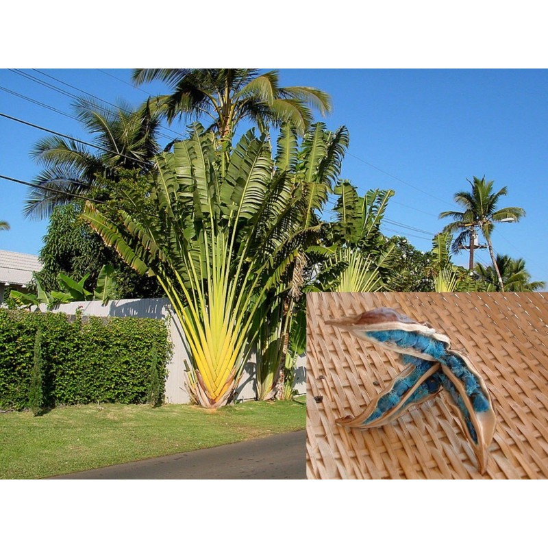 Price: €2.25 - Travellers Palm Seeds - 