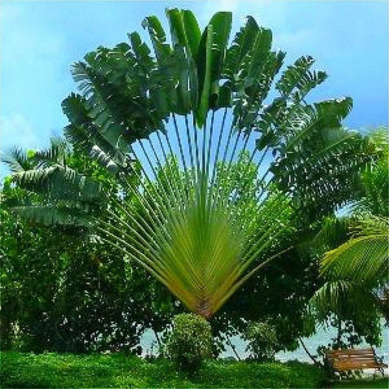 Price: €2.25 - De resandes träd - Ravenala madagascariensis Frön - 