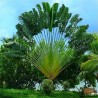Price: €2.25 - De resandes träd - Ravenala madagascariensis Frön - 